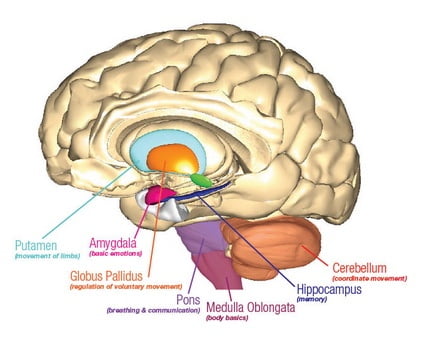 Affirmativ Diagnostics Brain Autopsy Services | A Good Goodbye